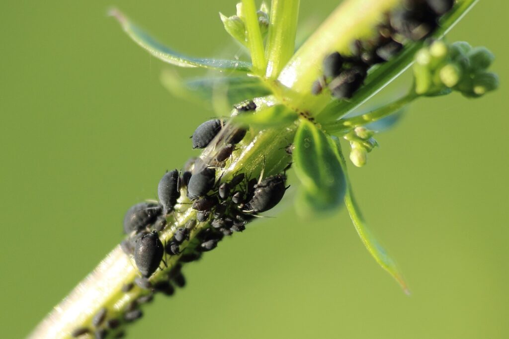 aphids, aphid, pest-789242.jpg