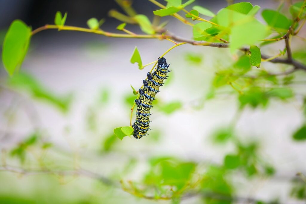 caterpillar, insect, macro-1993710.jpg