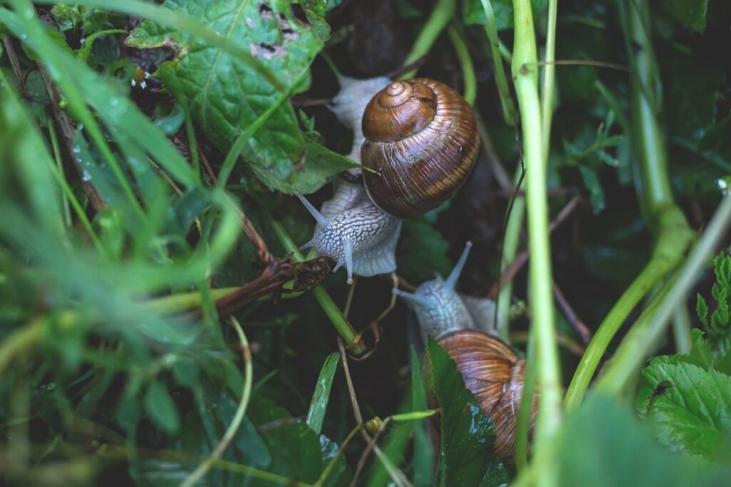 close-up, gastropod, invertebrate-1850738.jpg