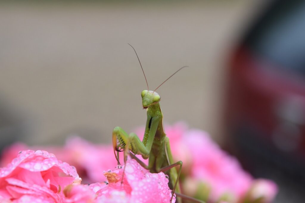 insect, mantis, praying mantis-5559792.jpg